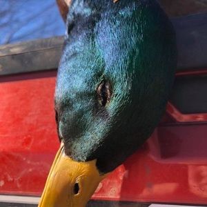 Meet your Posher, Case